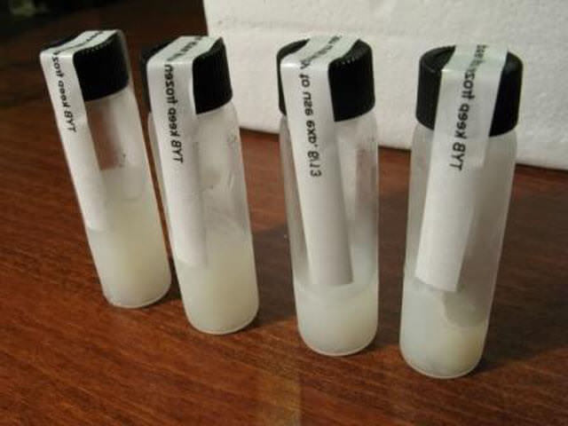 Сперма в пробирках для теста на фрагментацию ДНК