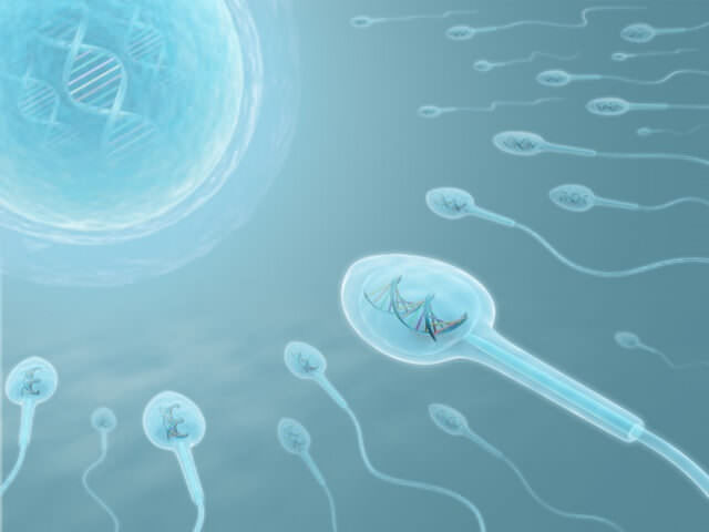 сперматозоиды направляются к яйцеклетке