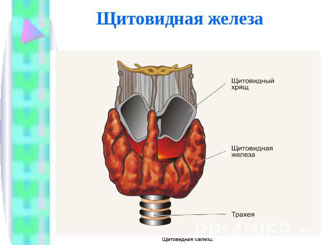 анализ щитовидки