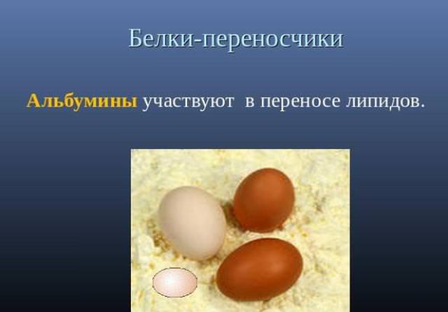 Основная функция яйца. Белки переносчики витаминов. Альбумин переносчик. Альбумины в желтке или в белке. Клетка переносящая белок на ножках.
