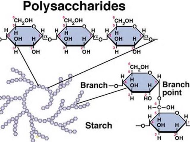 полисахариды 