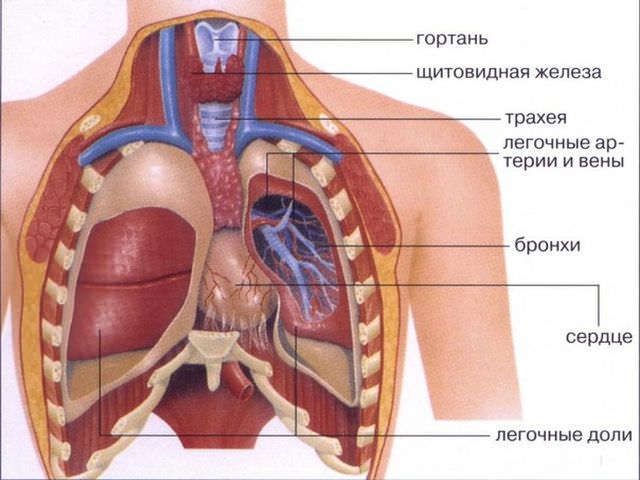 Строение органов грудины
